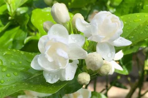 茉莉花種植禁忌|茉莉花的栽培照護方法